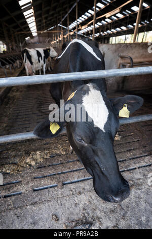 Holstein noir et blanc à l'intérieur spotted cow farm sticks tête par bars Banque D'Images