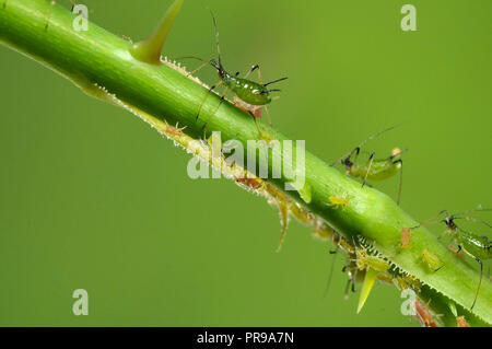 Les pucerons sur une branche, verger, jardin d'insectes, rose Banque D'Images