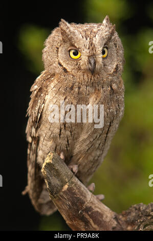 L'Otus scops Scops Owl, eurasien, petit hibou, perché sur une branche Banque D'Images