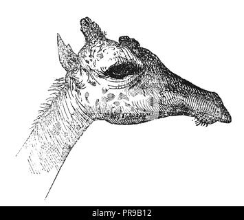 illustration du xixe siècle (gravure peinte à la main) de la tête de girafe (girafe). Œuvres d'art originales publiées dans le Magasin Pittoresque, Paris, 1846. Banque D'Images