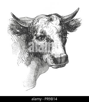 Illustration du XIXe siècle (gravure peinte à la main) d'une tête d'un Ox. Œuvres d'art originales le magasin Pittoresque de M. A. Lachevardiere, Paris, 1846. Banque D'Images