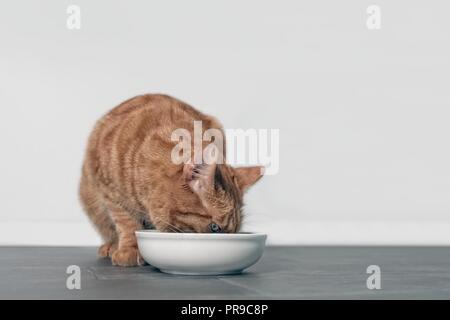 Cute cat gingembre blanc manger d'un bol alimentaire Banque D'Images