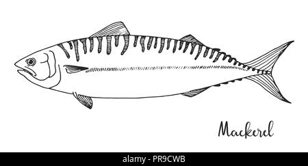 Maquereau à la main. Vector illustration au croquis style. Illustration de Vecteur