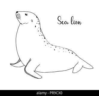 Lion de mer dessiné à la main. Vector illustration dans un style croquis Illustration de Vecteur