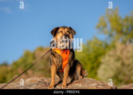 Beau chien assis sur des rochers Banque D'Images