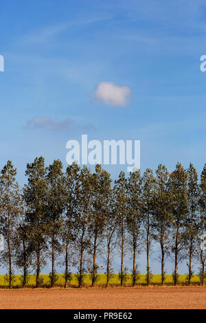Les peupliers formant un brise-vent de hauteur entre les champs agricoles près de Sculthorpe à Norfolk UK Banque D'Images