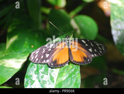 Amazing zuleika butterfly sitting sur une feuille verte avec ses ailes ouvertes. Banque D'Images