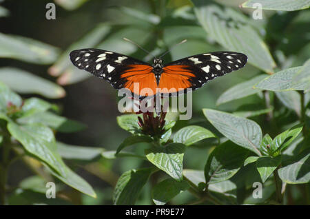 Regardez une incroyable papillon zuleika assis sur une feuille verte. Banque D'Images