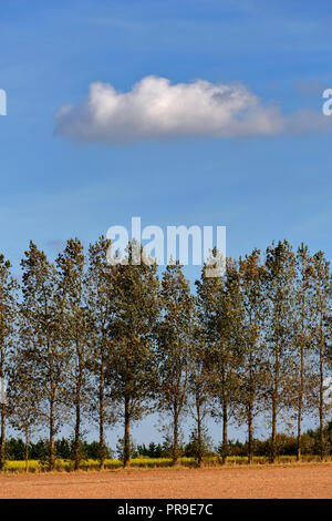 Les peupliers formant un brise-vent de hauteur entre les champs agricoles près de Sculthorpe à Norfolk UK Banque D'Images