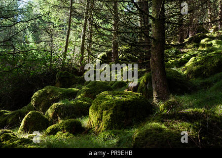 Une forêt couverte de mousse dans le comté de Wicklow, en Irlande. Banque D'Images