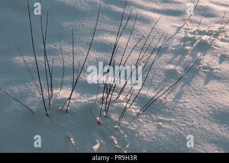 Plante congelé à sec dépasse de sous des congères de neige fraîche dans la saison d'hiver, dans l'ombre d'un coucher de soleil, lever du soleil, coucher du soleil. Banque D'Images