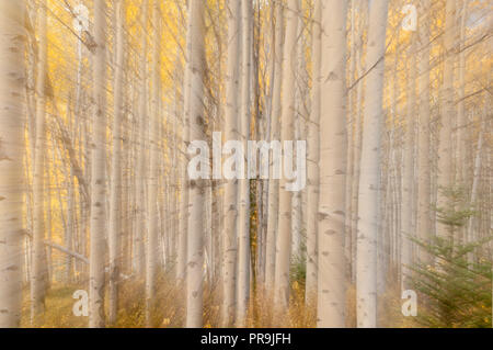 Les trembles ; couleurs de l'automne ; les impressions ; Le Parc National Denali, en Alaska. Banque D'Images