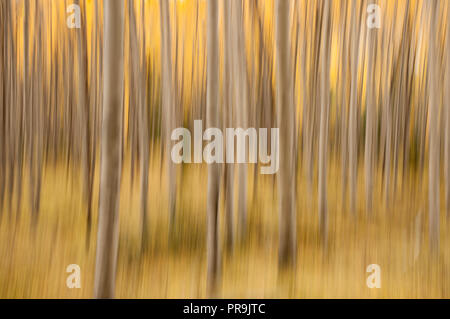 Les trembles ; couleurs de l'automne ; les impressions ; Le Parc National Denali, en Alaska. Banque D'Images