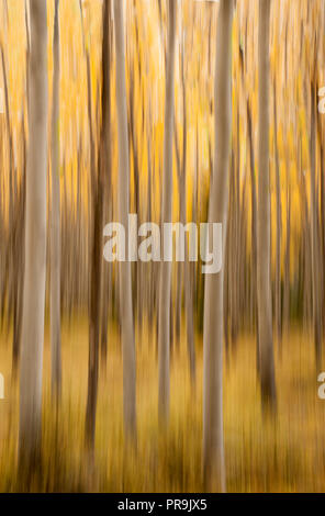 Les trembles ; couleurs de l'automne ; les impressions ; Le Parc National Denali, en Alaska. Banque D'Images