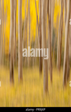 Les trembles ; couleurs de l'automne ; les impressions ; Le Parc National Denali, en Alaska. Banque D'Images