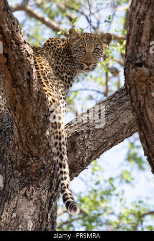 Femme leopard dans arbre à retour Banque D'Images