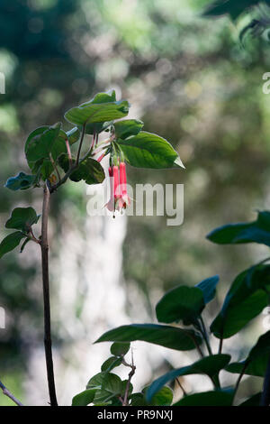 Bell rouge fleurs de forme libre macro avec copie espace flou, probablement Aquilegia et Ancolies Banque D'Images