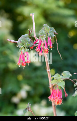 Bell rouge fleurs de forme libre macro avec copie espace flou, probablement Aquilegia et Ancolies Banque D'Images