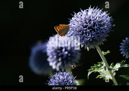 Un petit papillon Lycaena phlaeas (cuivre) se nourrit d'un Globe Thistle avec un Hoverfly (Syrphus Ribesii) en vol Banque D'Images