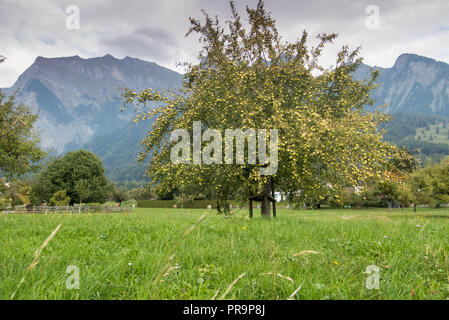 Seul Apple Tree à la fin de l'été avec des centaines de vert appples prêtes pour la récolte debout dans une prairie de fleurs sauvages d'herbe verte Banque D'Images