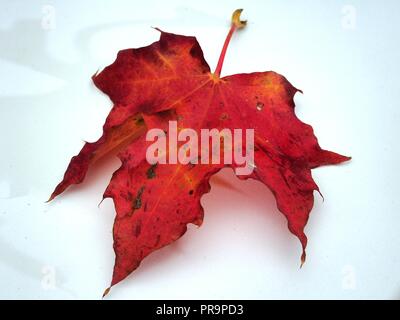 Feuille d'érable rouge tombé sur fond blanc. L'automne la chute des feuilles. Close up. Banque D'Images