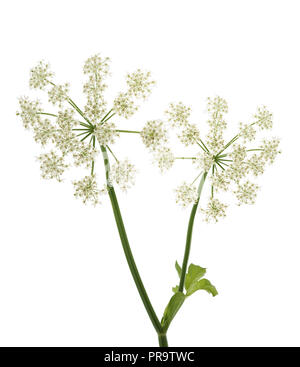 Angelica archangelica fleurs isolé sur fond blanc Banque D'Images