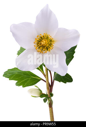 L'hellébore fleur (rose de Noël) isolated on white Banque D'Images