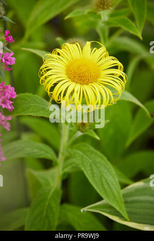 Inula hookeri, une fleur marguerite jaune Banque D'Images