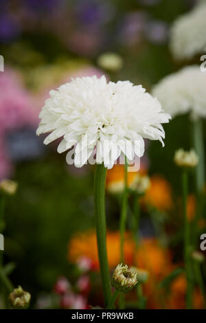 Leucanthemum x superbum 'Lire' Horace Banque D'Images