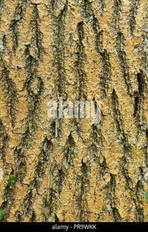 Le noisetier commun (Corylus avellana) close up d'écorce, Bois Hetchell, West Yorkshire, Angleterre, avril Banque D'Images