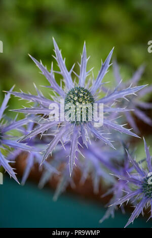 Eryngium grand bleu ou la mer de l'usine de houx Banque D'Images