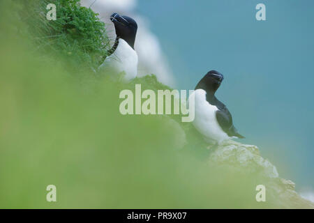 Deux Petits Pingouins (Alca torda) perché sur la falaise rocheuse, les falaises de Bempton, East Yorkshire, Angleterre, Mai Banque D'Images