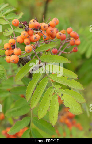 Sorbier (Sorbus aucuparia) avec la maturation des baies, West Yorkshire, Angleterre, Août Banque D'Images