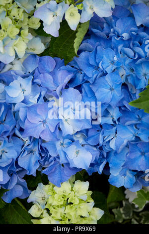 L'Hydrangea - Baby Blue Flower Show Tatton Park Banque D'Images