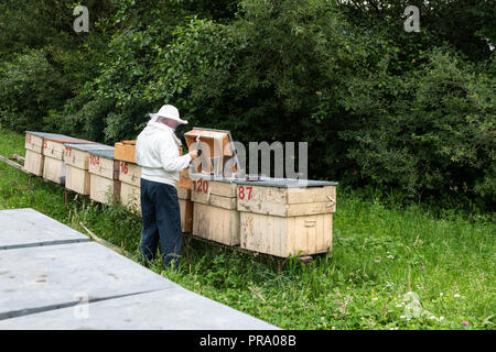 L'apiculteur avec un fumeur et divers outils d'apiculture travaillant sur une ruche. Banque D'Images