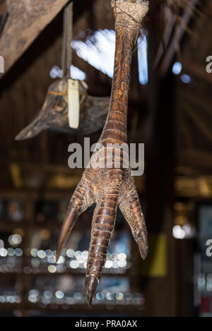 Un pied et d'une griffe casoar autochtones du Nord (Casuarius unappendiculatus) suspendus au plafond. Wamena, Papouasie, Indonésie. Banque D'Images