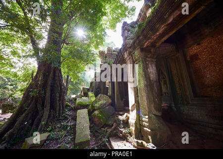 Les grandes racines de l'arbre couvrant les ruines de Ta Prohm à Angkor Wat. Le complexe d'Angkor Wat, construit au cours de l'empire Khmer de l'âge, situé à Siem Reap, Cambodge, est Banque D'Images