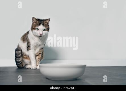 Hungry cat à la recherche d'un bol alimentaire emty. Banque D'Images