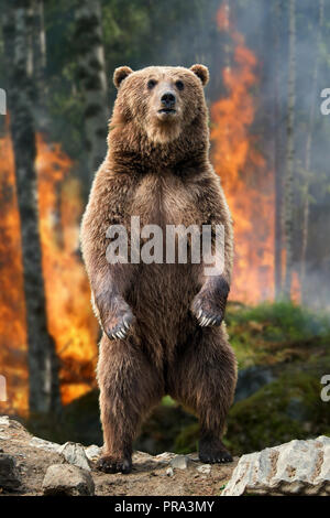 Ours brun (Ursus arctos) est permanent dans l'incendie de forêt la forêt au printemps Banque D'Images