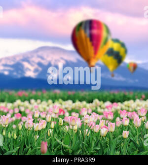 Close-up belle tulipe rose au printemps champ avec ballon Banque D'Images