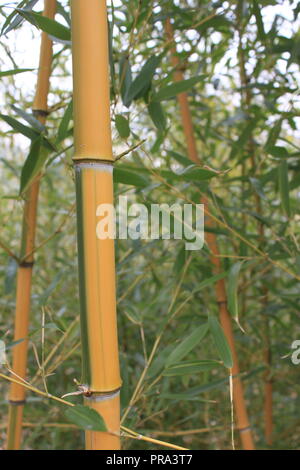 Plant de bambou Banque D'Images