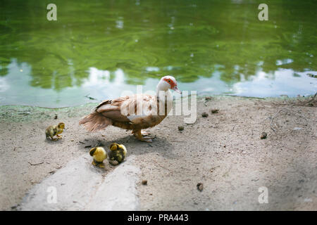 Canard musqué aux yeux rouges est blanc et brun sur la rive du lac, l'étang promenades, repose sur trois poulets. Métaphore de la maternité, de préoccupation dans th Banque D'Images