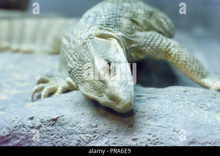 La savane surveiller prendre dans un zoo Banque D'Images