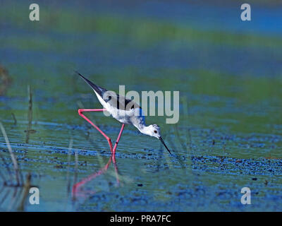 Black-winged stilt nourrir Banque D'Images