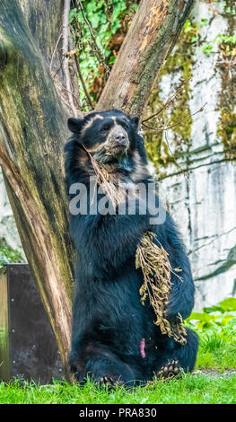 Ours à lunettes (également connu sous le nom de la Communauté andine ou de l'ours l'ours à tête courte andine et localement comme jukumari (Aymaras), ukumari (Quechua) ou ukuku, est la dernière ré Banque D'Images