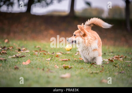 6 mois du Welsh Corgi Pembroke en automne Banque D'Images