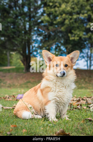 6 mois du Welsh Corgi Pembroke en automne Banque D'Images