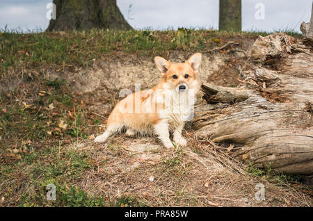 6 mois du Welsh Corgi Pembroke en automne Banque D'Images