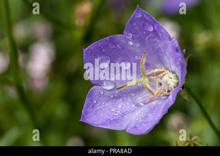 Campanula unique fleur pourpre close up avec gouttes de rosée du matin en juillet. Pétales colorés prit la tête des étamines surround Banque D'Images