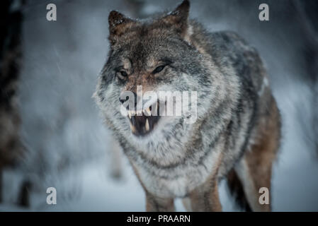 Loup dans la neige Banque D'Images